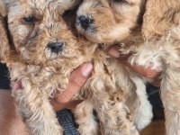 Maltipoo kalite yavrular ırk sağlık garantili