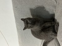 23.03 doğumlu akıllı british shorthair yavru