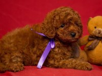 IRK GARANTİLİ TOY POODLE YAVRULARI