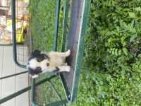 BORDER COLİE YAVRULARIMIZ