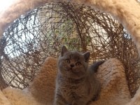 Koca Kafalı Yavru British Shorthair