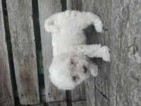 MALTESE TERRİER YAVRU