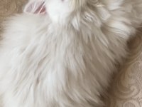 Acil ve ücretsiz sahiplendirme british longhair