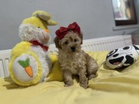 Dişi erkek maltipoo bebeklerimiz