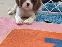 En iyi pedigreye sahip cavalier king charles yavrular