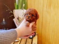 KORE KAN POODLE YAVRULARIM