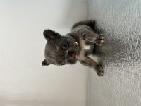 A Kalite Lilac Tan French Bulldog Bebekler