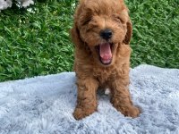 Toy poodle yavruları