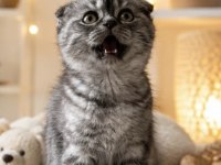 Yavru Scottish Fold Kedilerimiz