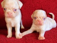 Egzotik Renk Pug Mops