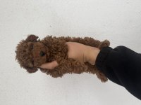 KORE TEDDY POODLE RED BROWN LEKESİZ