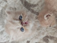 Saf kan exotic shorthair kediler