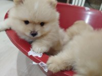 Ayı surat pomeranian boo yavruları