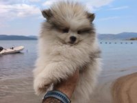 POMERANİAN BOO YAVRULARI