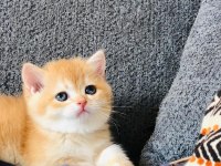 A Kalite British Shorthair Golden Yavrular