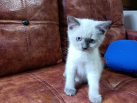 MUHTEŞEM GÜZELLİKTE BLUE POİNT BRİTİSH BEBEKLERİMİZ