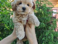 Kore maltipoo tuvalet eğitimli