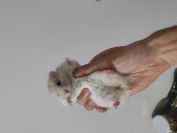 teddy bear hamster