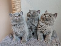 Ayıcık safkan british shorthair yavrularımız