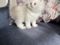 Kedilerimiz yeni yuvalarına gitmeye hazır