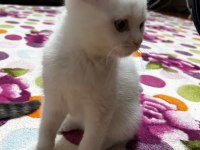 Yavru british shorthair kedilerimiz sahiplendirilecek