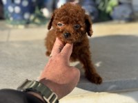 Show kalite tea cup kore poodle yavrularımız