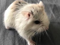 HAMSTER-GONZALES YAVRULARIMIZ HERYERE GÖNDERİM