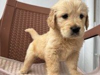 A kalite golden retriever yavruları