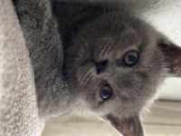 British shorthair