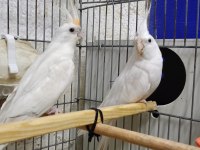 Albino Takım Sultan Papağanı