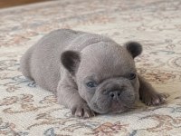 En Güzeli İçin Ulaşın Mükemmel French Bulldog Bebekler