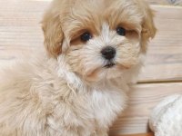 Teacup minik maltipoo yavruları
