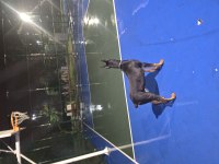 6 aylık doberman