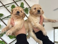 Golden retriever bebekler yeni yuvalarını arıyorlar