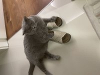 Scottish Fold Masum Kedim