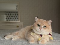 Saf Kan Gerçek Golden Kedimiz