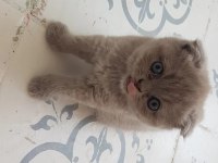 Muhteşem güzellikte scottish fold yavrularımız