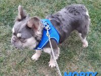 FLUFFY ve ISABELLA TAŞIYICI EXOTIC FRENCH BULLDOG YAVRULARI