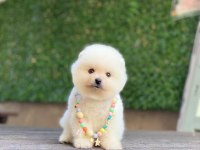 Sevimli Pomeranian Yavrular