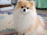 Pomeranian Mini Boy Bakımlı