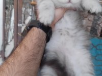 British Shorthair Kedisi