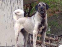Karabaş kurtboğan ırkı