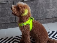 Toy poodle maltipoo yavrusu