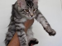 MCO dişi silver tabby blotches