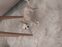 Micro boy chihuahua