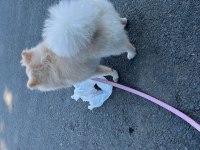 8 aylık pomeranian