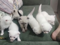 Scottish fold blue point