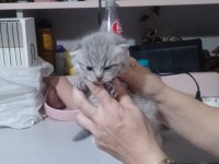 Tatlı british shorthair bebekler sahiplerini bekliyor