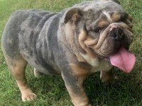 TUVALET EĞİTİMLİ İNGİLİZ BULLDOG YAVRUMUZ