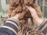 Toy Poodle Cinsi Köpeği